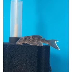 Plecos: L141 Ghost Pleco