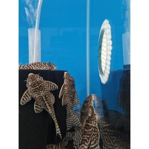 Plecos: L333 King Tiger Pleco