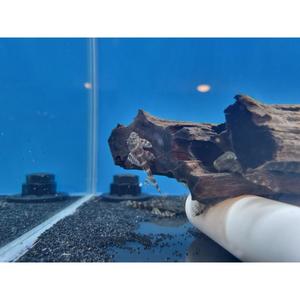 Plecos: L104 Clown Pleco