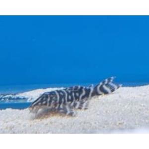 L129 Colombian Zebra Pleco