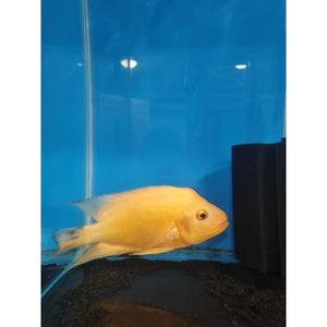 Midas Cichlid