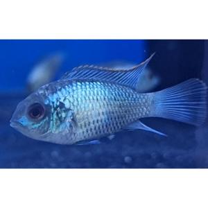 Cichlids: Electric Blue Acara