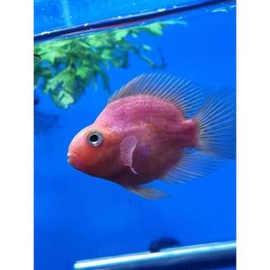 Cichlids: Blood Parrot