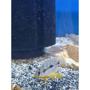 African Butterfly Cichlid