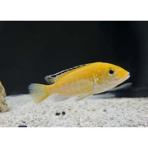 Cichlids: Yellow Lab