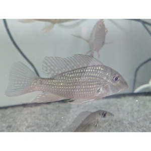 Cichlids: Geophagus Jurupari Cichlid
