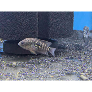 Cichlids: Jack Dempsey
