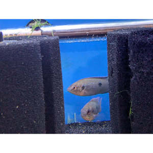 Glowlight Jewel Cichlid