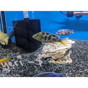 Giraffe African Cichlid