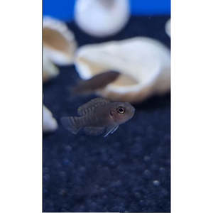 Cichlids: Brevis