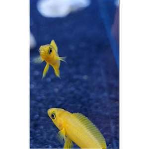 Cichlids: Leleupi