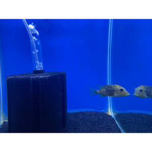 Cichlids: Red Hump Earth Eater