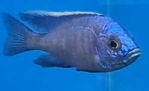 Cichlids: Azureus