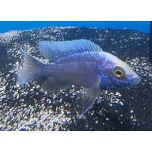 Cichlids: Apache White blaze