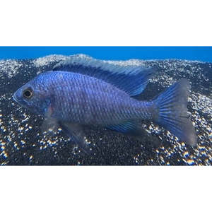 White Blazer (ice berg) Fryeri