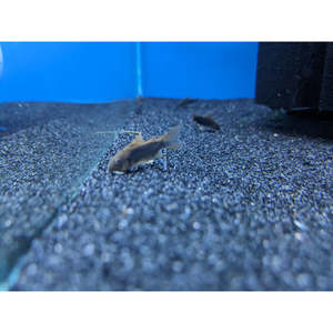 Corydoras Schultzei