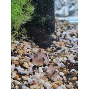 Corydoras: Panda Corydoras