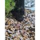 Panda Corydoras