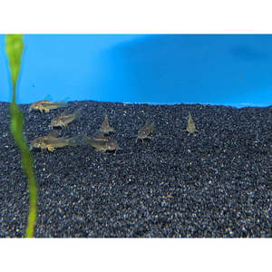 Gold Laser Corydoras