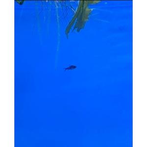 Corydoras: Pygmy Corydoras