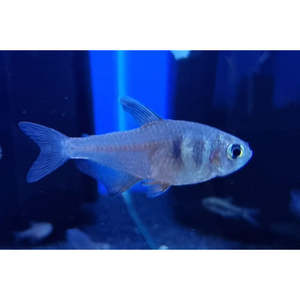 Tetras: Flame Tetra
