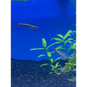 Tetras: Cloud White Mountain Minnows