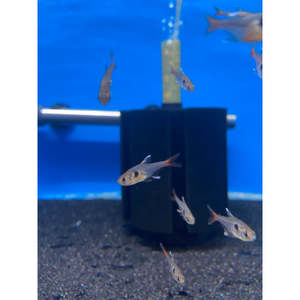 Tetras: Yellow Phantom Tetra