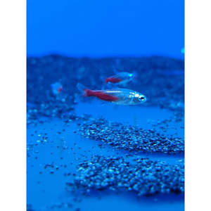 Diamond Head Neon Tetra