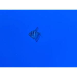 Tetras: Black Widow Tetra