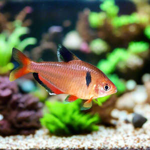 Tetras: Serpae Tetra