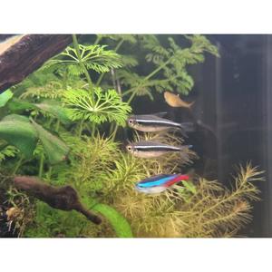 Tetras: Black Neon Tetra