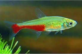 Tetras: Green Fire Tetra