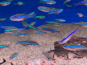 Tetras: Green Neon Tetra