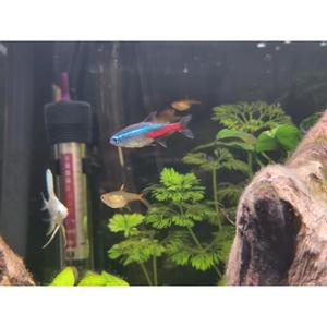 Neon Tetra