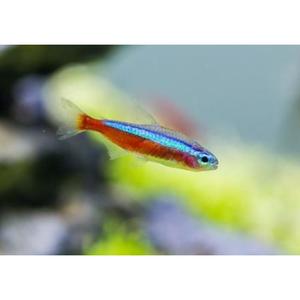 Cardinal Tetra