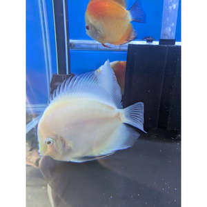Snow White Discus