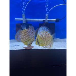 Discus: Red Turquoise Discus