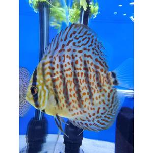 Discus: Red Leopard Skin Discus