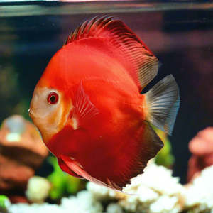 Fuji Red Discus