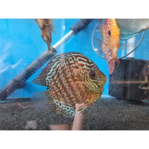 Discus: Leopard Snake Skin Discus