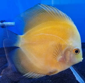 Discus: Golden Discus