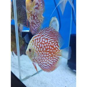 Discus: Pigeon Checker Board Discus