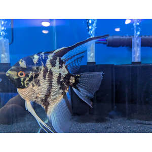 Angelfish: Marble Silver Angel
