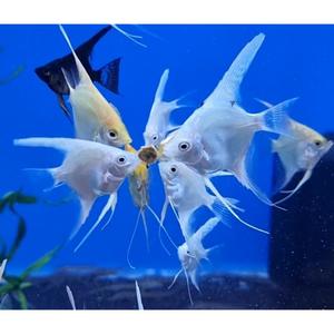 Angelfish: Assorted Angelfish