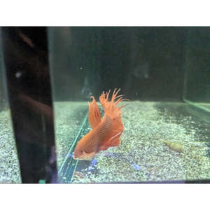 Red Crowntail Betta