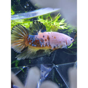 Half Moon Plakat Giant Yellow Koi Betta