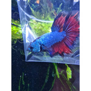 Bettas: Half Moon Red Dragon Betta