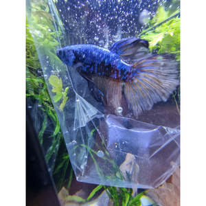 Half Moon Blue Dragon Scale Betta
