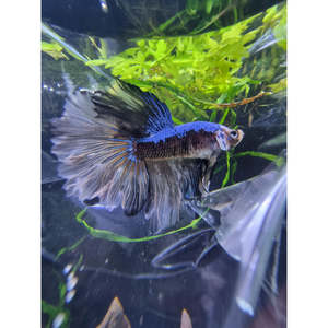 Half Moon Yellow Blue Dragon Scale Betta