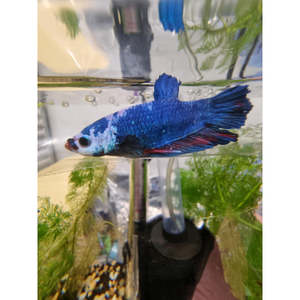 Half Moon Plakat Multicolour Betta Male
